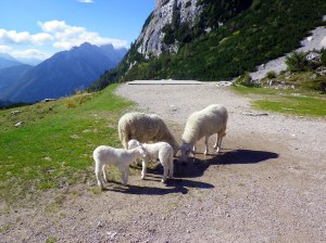 sheep at the top of the pass