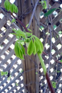 new leaves on akebia