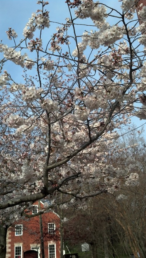 IMG_20130408_082622_929