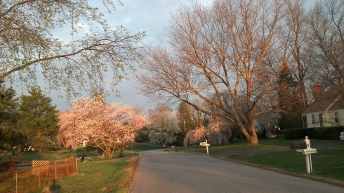 IMG_20130410_071502_853