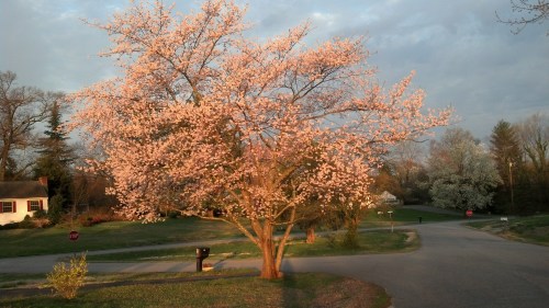 IMG_20130410_071529_531