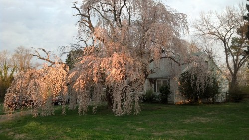 IMG_20130410_071549_594