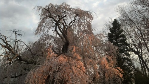 IMG_20130410_071615_466