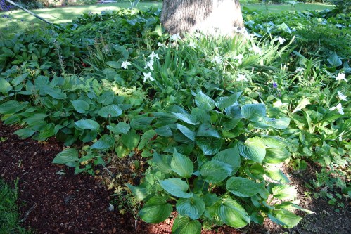 Japanese roof irises signal the end of the blooming under the oak tree