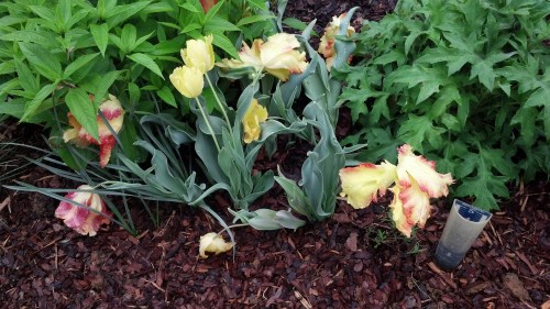 IMG_20130508_072928_794