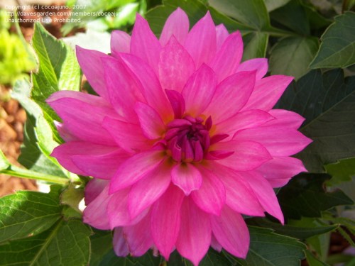 dahlia Renoir