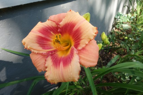 Strawberry Candy day lily - first to bloom
