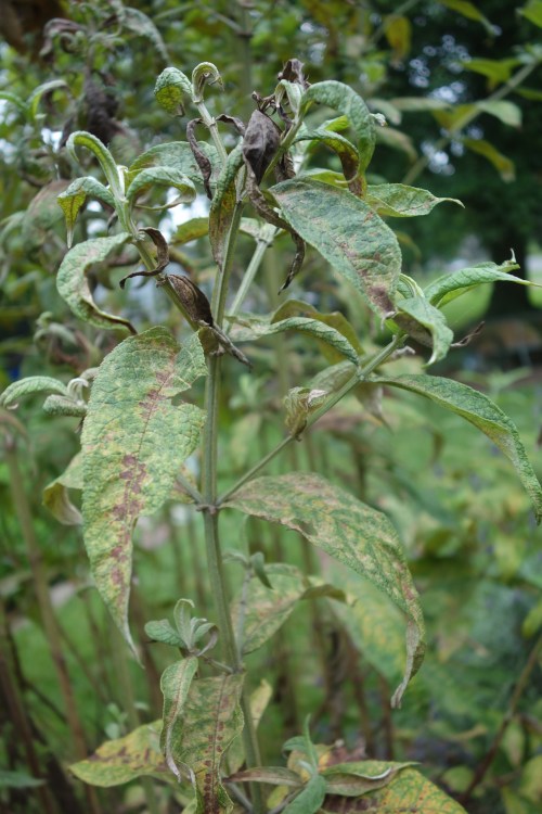 butterfly bush disease - downy mildew?