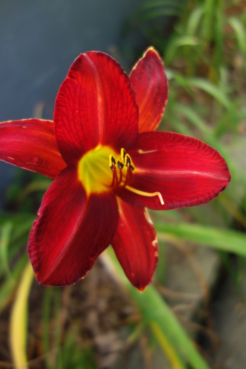 gorgeous daylily