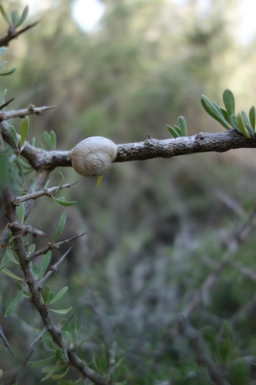 tree snail on a tree