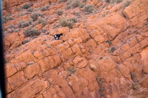 goats in the gorge