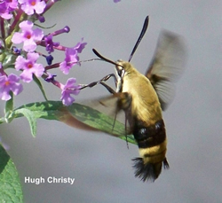Snowberry_clearwing_Hemaris