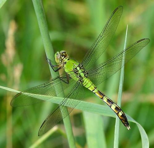 eastern pondhawk
