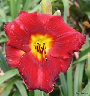 blood spot daylily