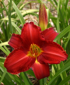 Chicago Apache daylily