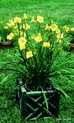 Lemon Lollypop daylily