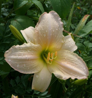 Tender Love daylily