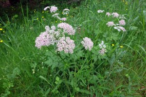cow parsley?