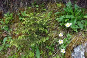 daisies and little fir