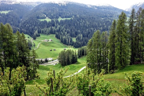 Looking over the currant bushes