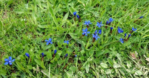 gentiana verna L.