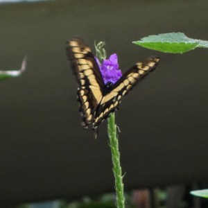butterfly