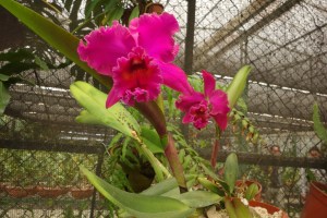 Stafford Piecemakers show 014