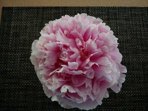 2016 peony