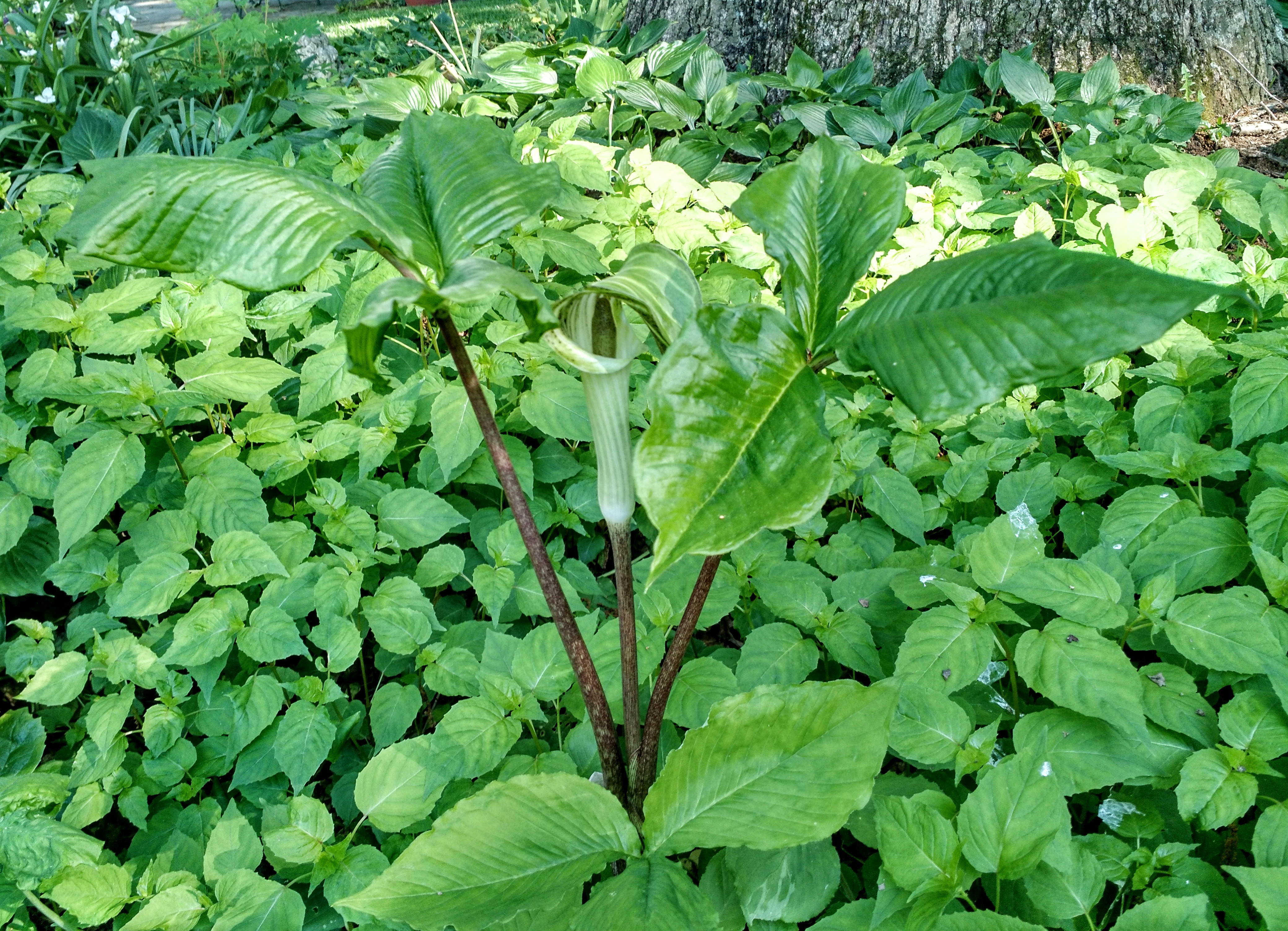 Jack in the pulpit