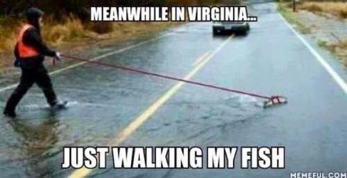 just-walking-my-fish