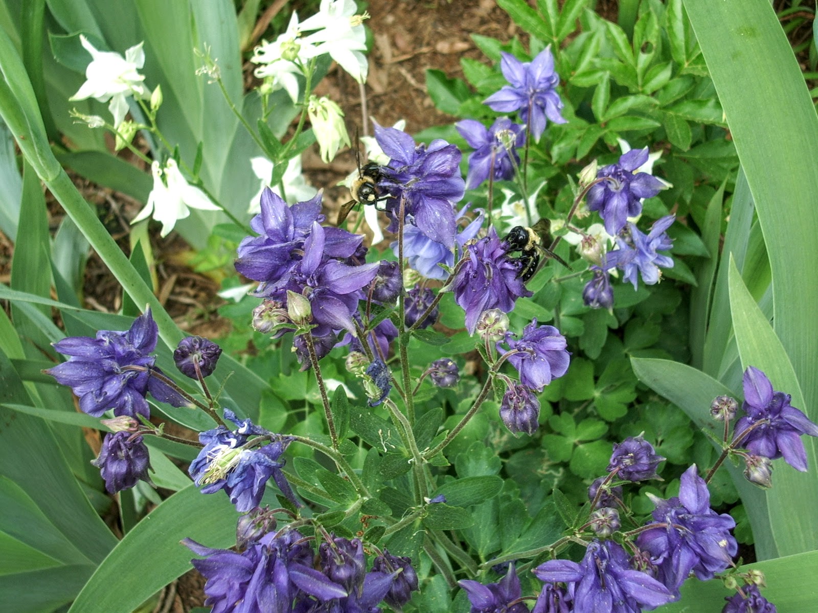 Bees on the columbine
