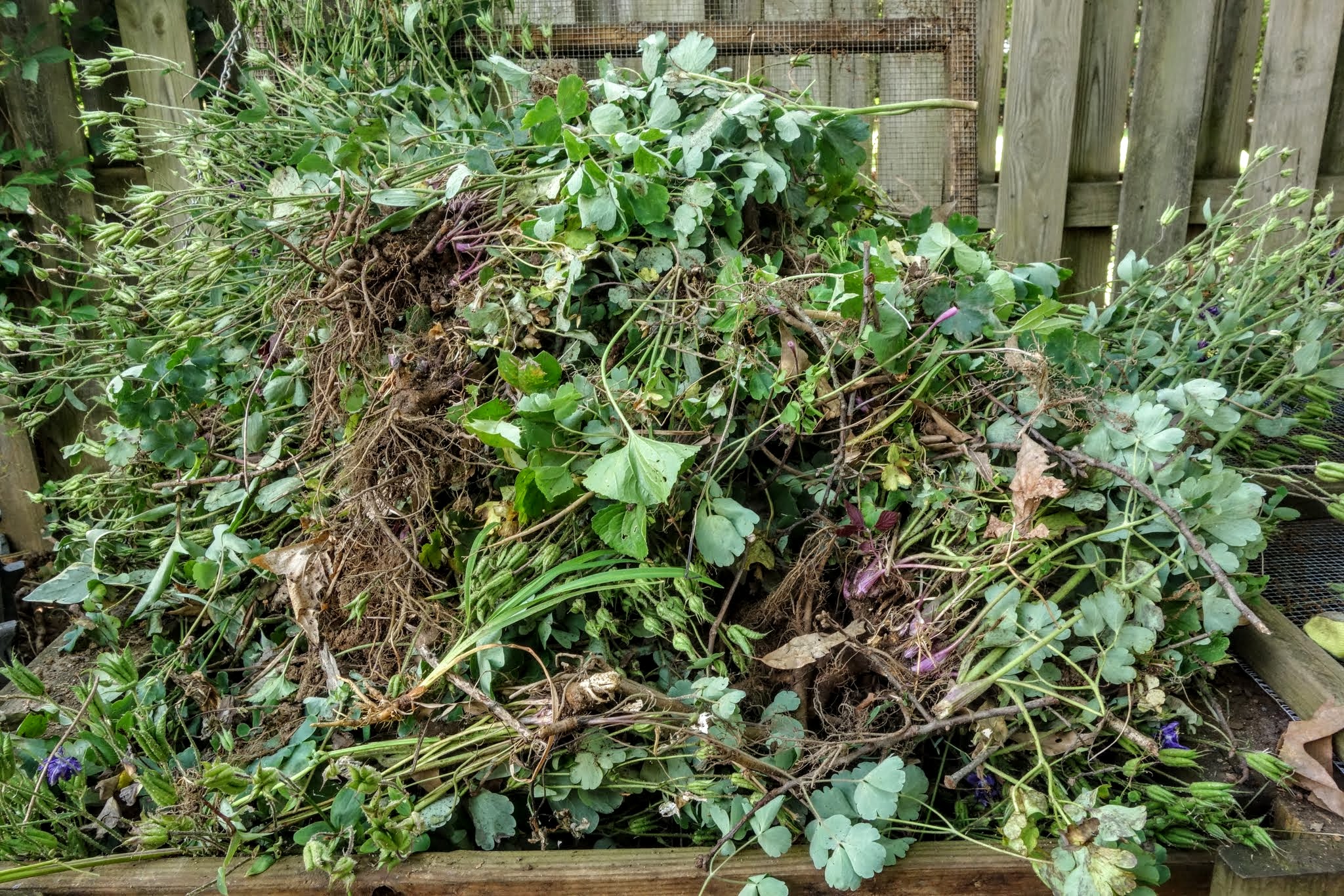 columbines in compost