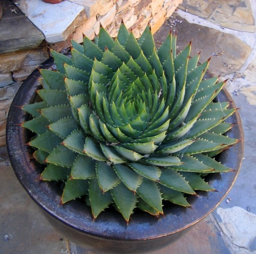 aloe polyphylla