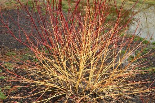 Cornus sanguinea Arctic Sun 7249