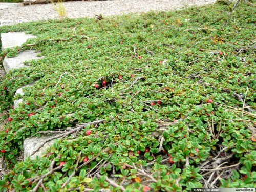cotoneaster_procumbens_streibs_findling_01