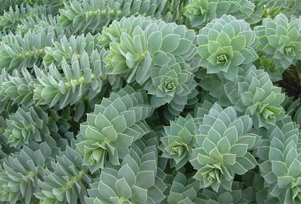 euphorbia_myrsinites