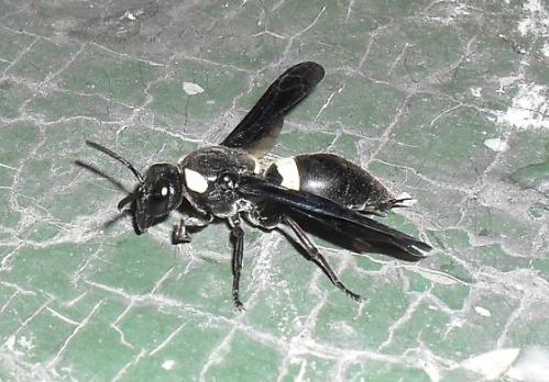 mason wasp