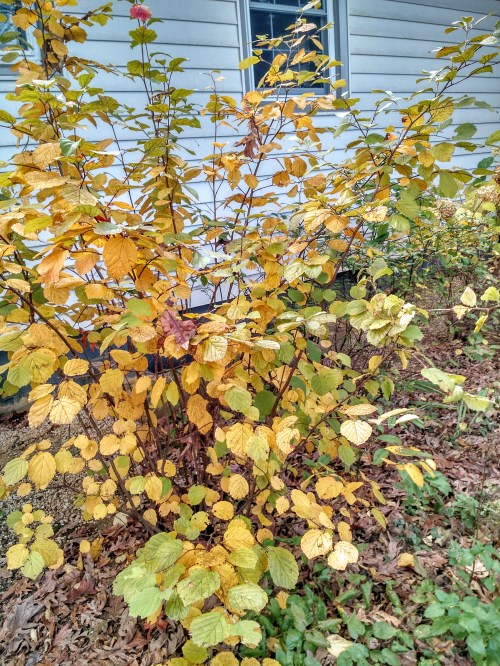 fall-fothergilla