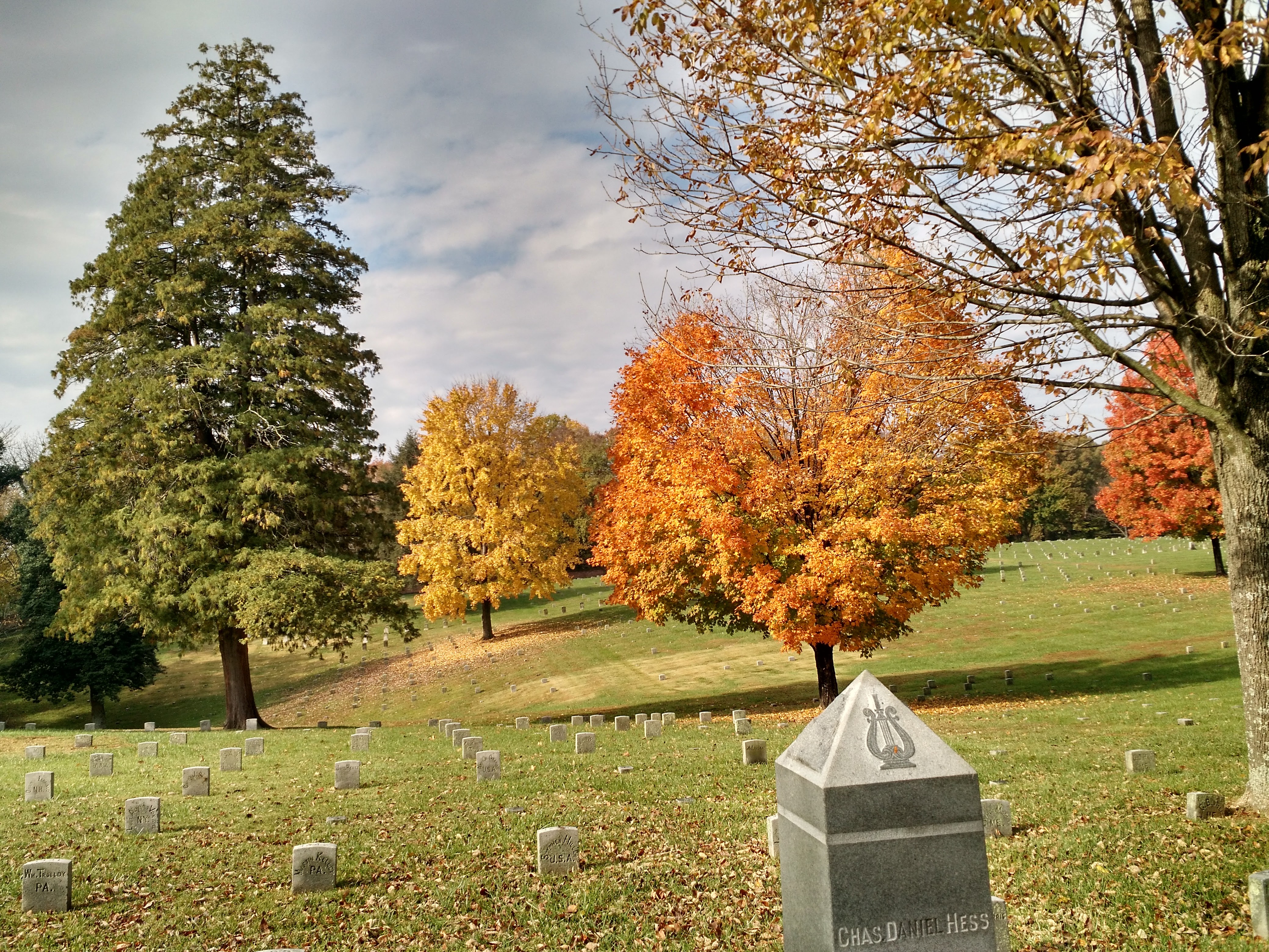 maples-in-the-cemetery