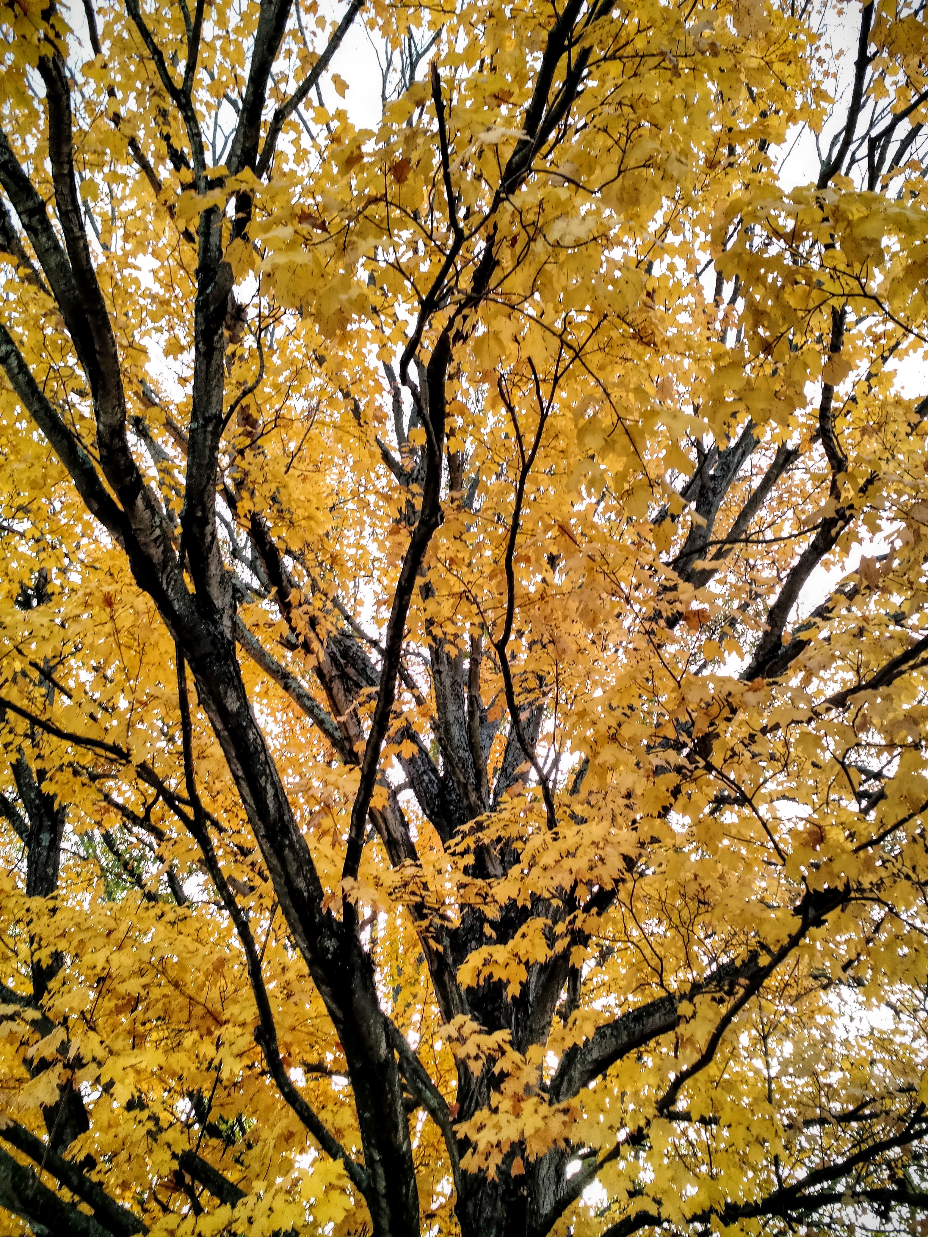 yellow-maple