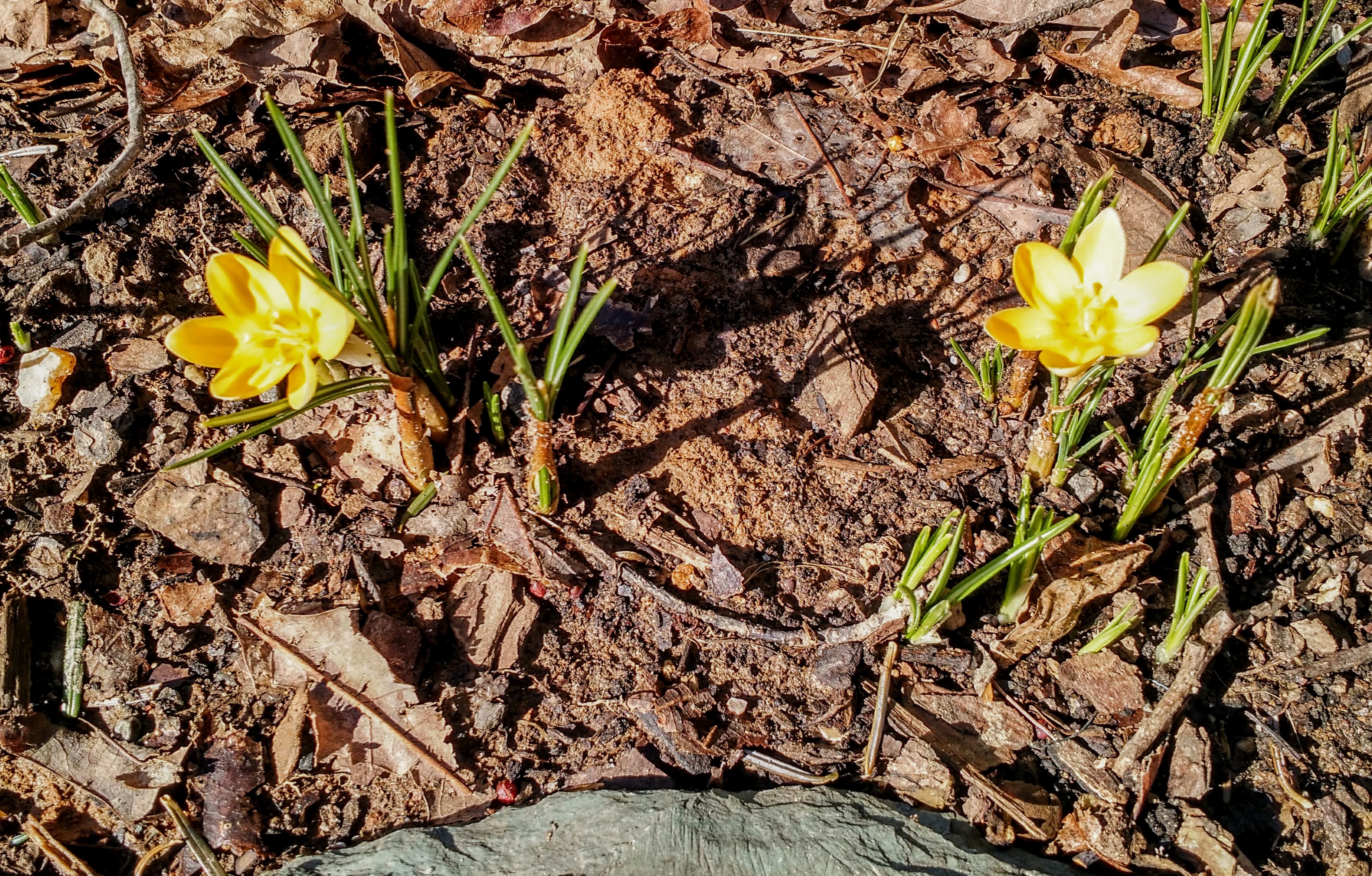 first-crocuses