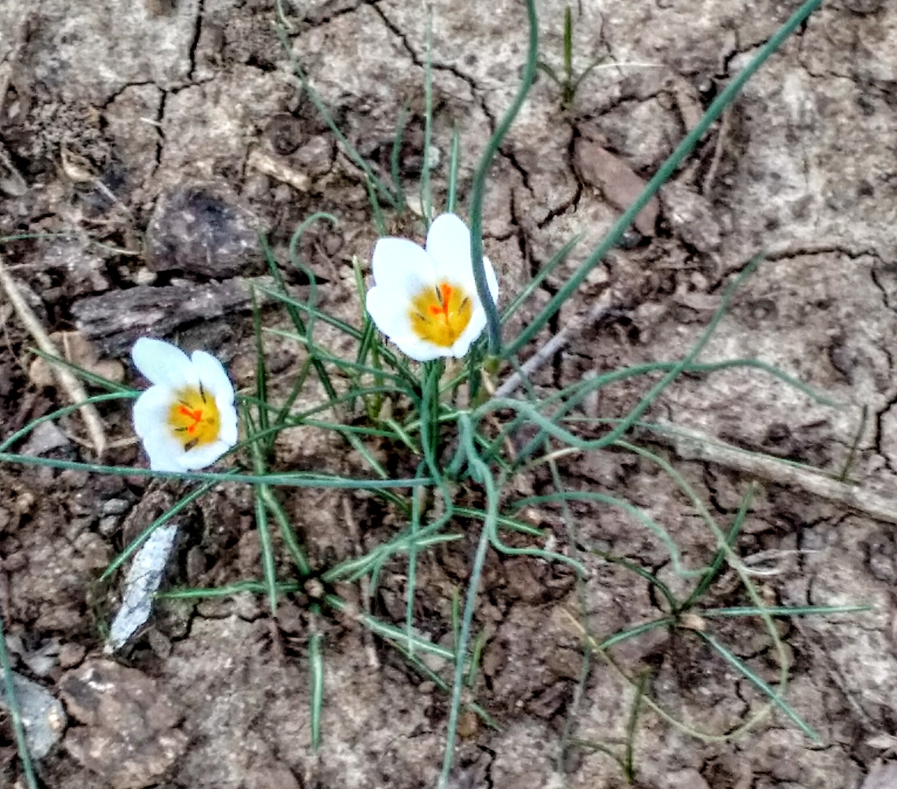 white-crocuses