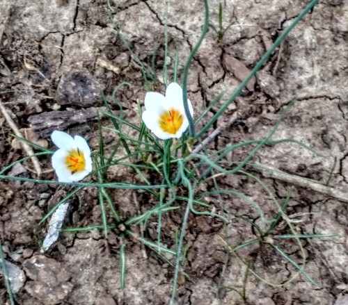 white-crocuses