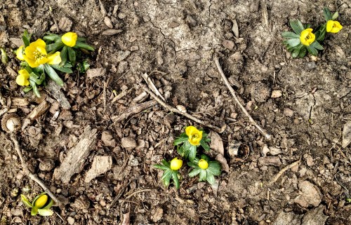 winter-aconites