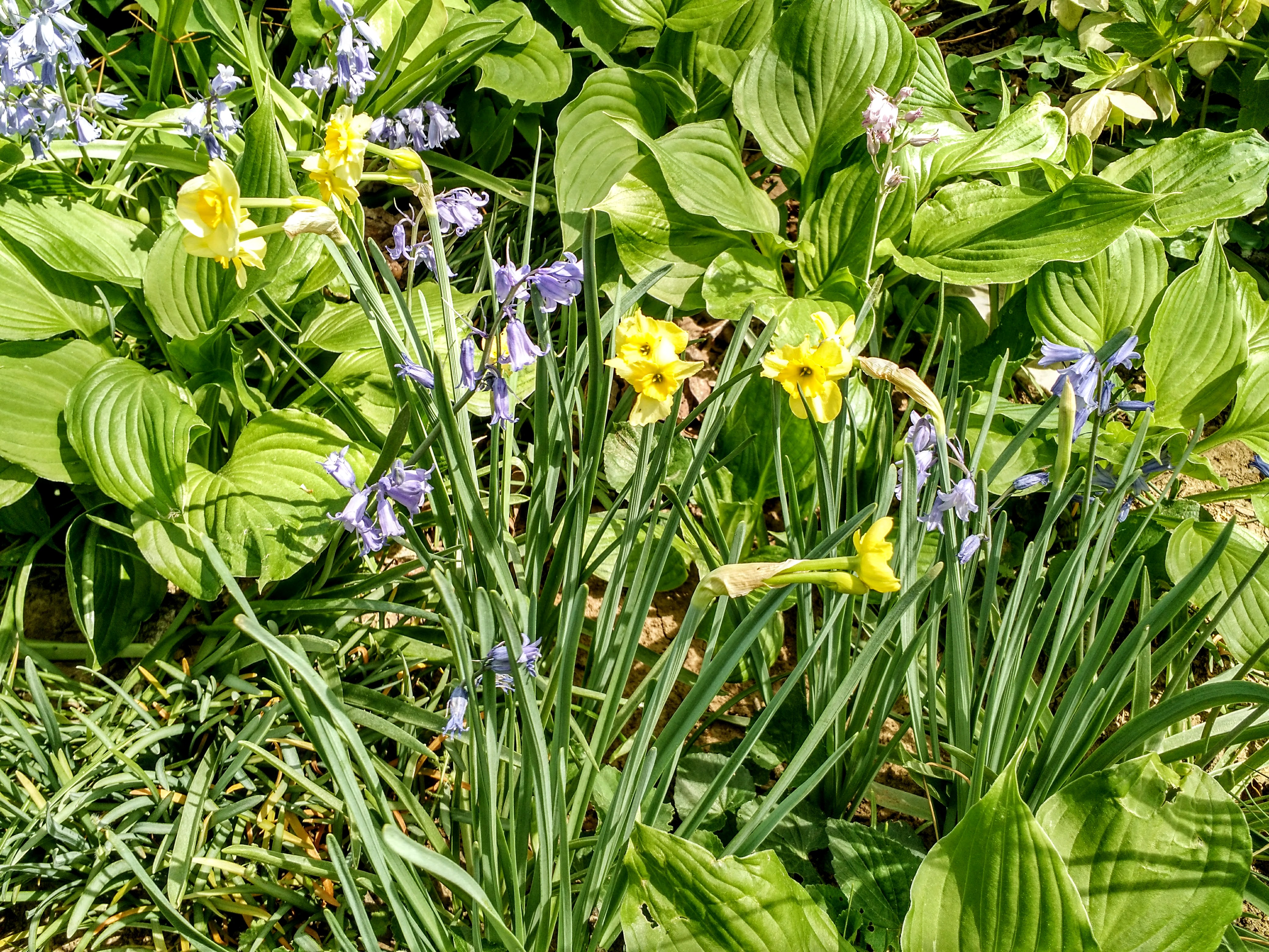 bluebells and daffodils