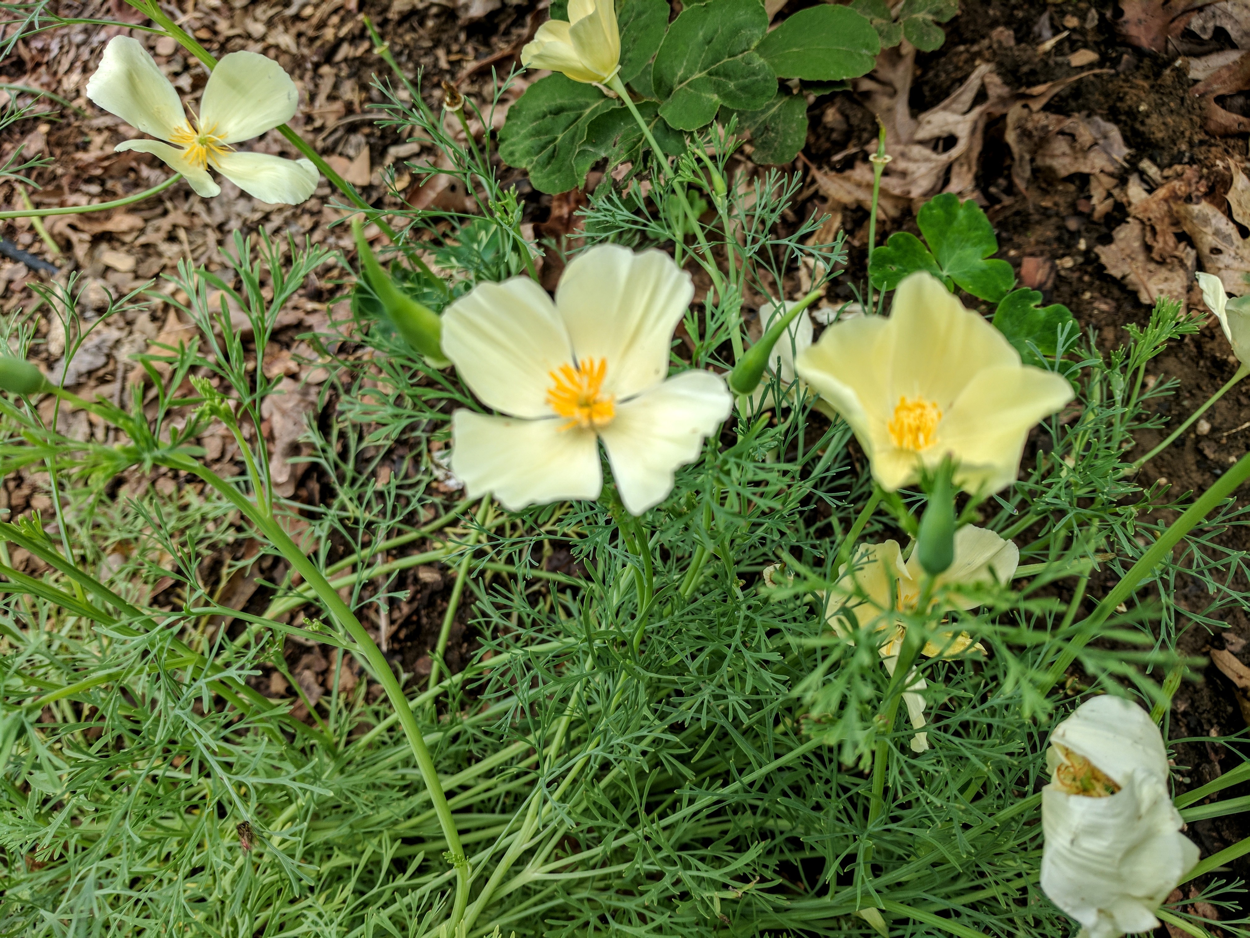 buttercream poppies