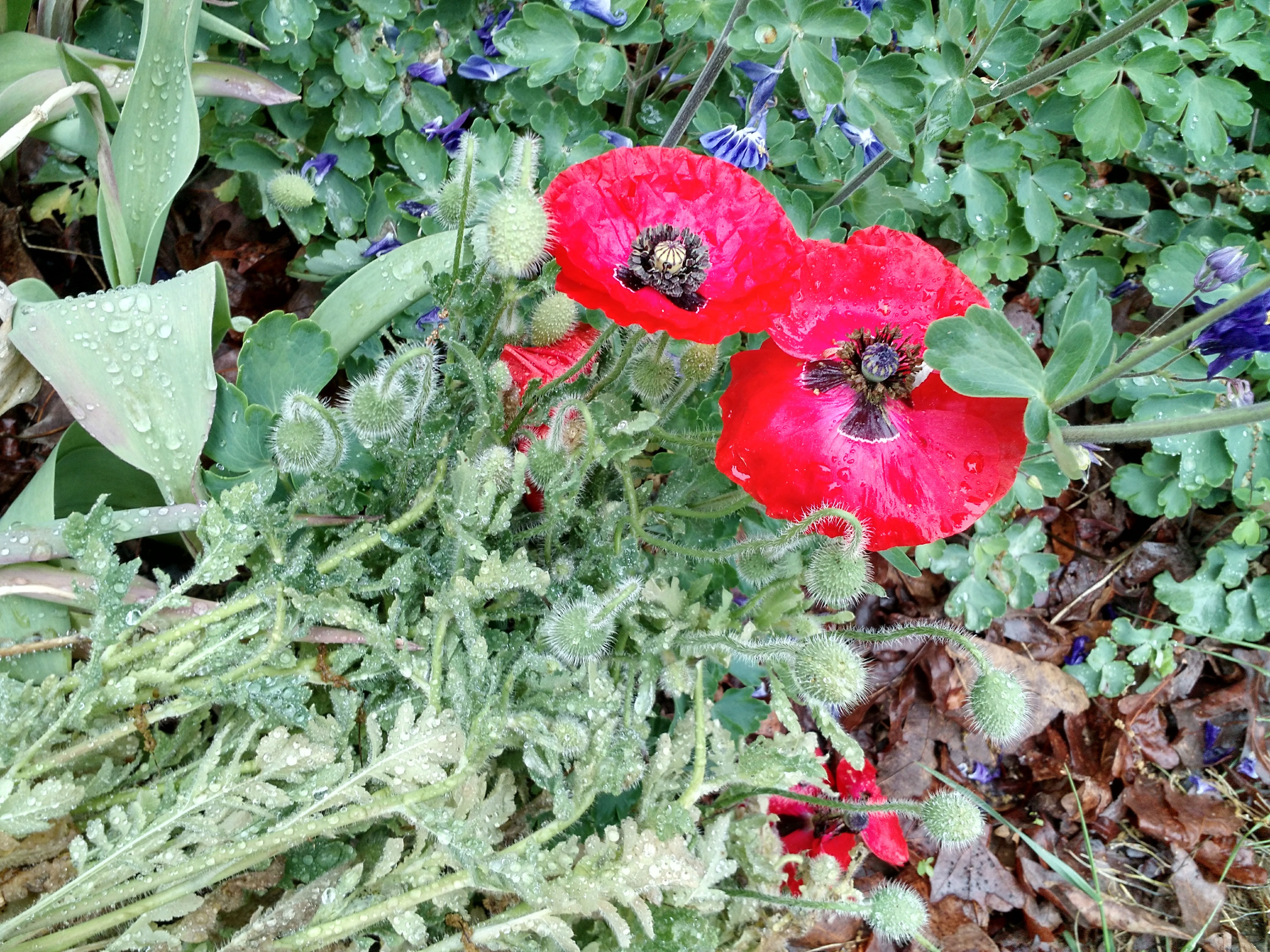 red poppies