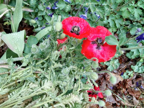 red poppies