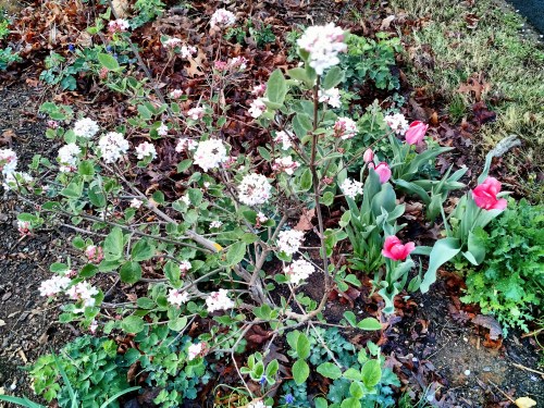 Viburnum and tulips