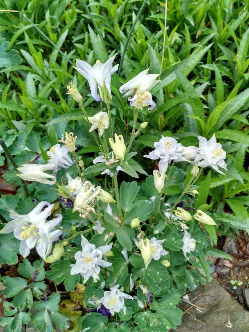 white columbine